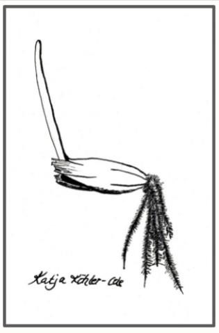 Figure 1. Germinating oat seed.