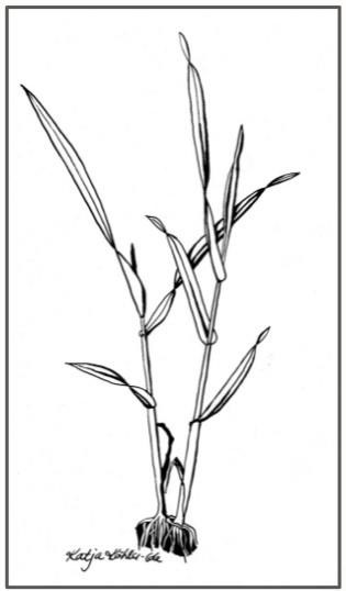 Figure 4. Rye at the stem elongation stage.