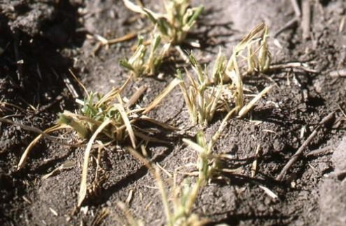 Brown wheat plants that have obvious feeding injury to them due to cutworm caterpillars. 