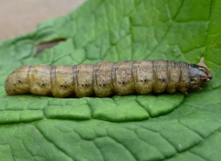 Black cutworm larvae have grainy and light grey to black skin. Photo by Adam Sisson.