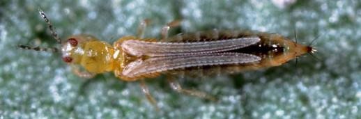 Western flower thrips adult (Photo courtesy: Jack Kelly Clark, UC IPM)