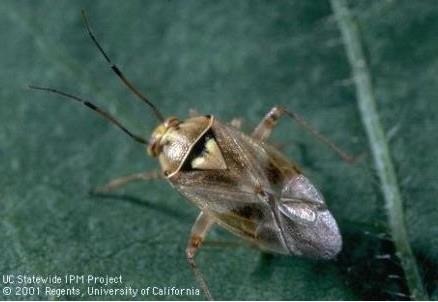 Two-spotted spider mites in 2021 in Minnesota crops?