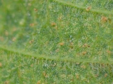 Two-spotted spider mites in 2021 in Minnesota crops?