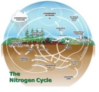 How The Nitrogen Cycle Affects Fall N Availability