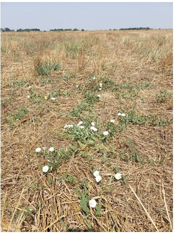 Field bindweed growing in a harvested wheat field.