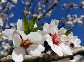 two white and pink almond blossoms