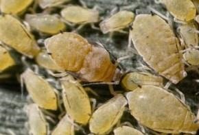 New Sugarcane Aphid Early Warning System Debuts