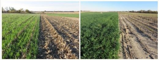 Cover crop in field comparison
