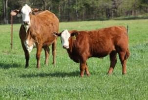 A cow-calf pair 