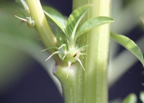 Figure 2. Palmer amaranth has these spiny growths between the stem and petiole; waterhemp does not. Courtesy: Paul O. Johnson.