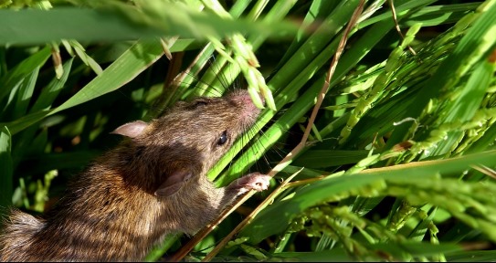 Rice field rat infesting rice plants. (Image by Aileen Del Rosario, IRRI – sourced from Flickr (CC BY-NC-SA 2.0))