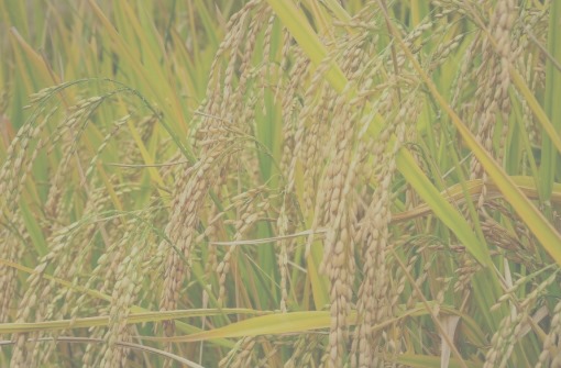 Rice crop in field. (Image by Quang Nguyen Vinh – sourced from Pexels)