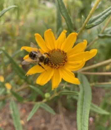 pollinating