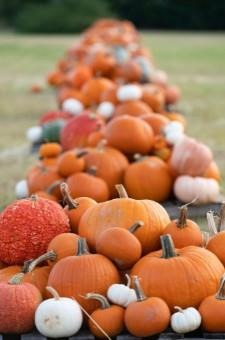 Pumpkin patches around the state are busy selling Texas-grown pumpkins.  