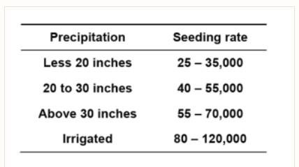 Figure 1. Sorghum seeding rates.