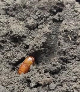 Corn earworm pupae in soil