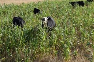 The study will look at implementing and grazing cover crops during fallow periods to evaluate environmental, economic and agronomic sustainability of regenerative agricultural systems..  