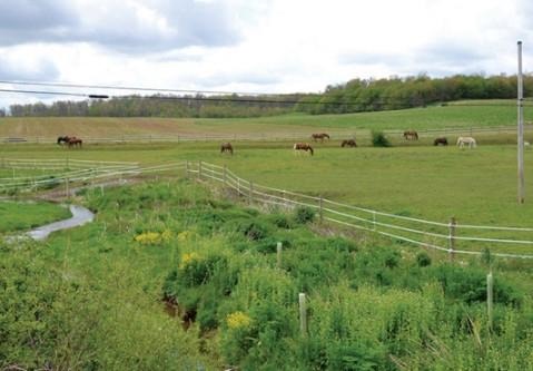 riparian-buffers-for-field-crops-hay-and-pastures
