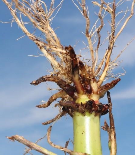 Corn Rootworm Damage