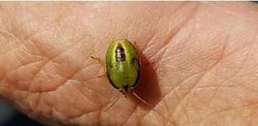 Producers Warned About Red-Banded Stinkbugs In Soybeans