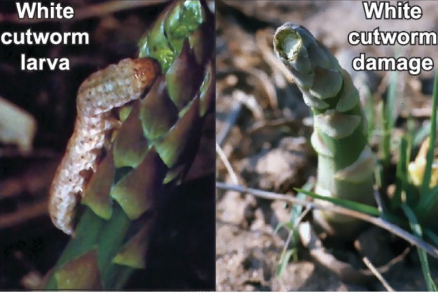 White cutworm overwinters as a partially grown caterpillar that climbs spears in spring to nick the tips. If you see this, dig around in the duff to confirm it’s a worm, as other damage mimics it. Photo by Ed Grafius, MSU.