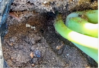 Cabbage maggot eggs at the base of a west Michigan brassica transplant this Tuesday. Photo by Ben Werling, MSU Extension.