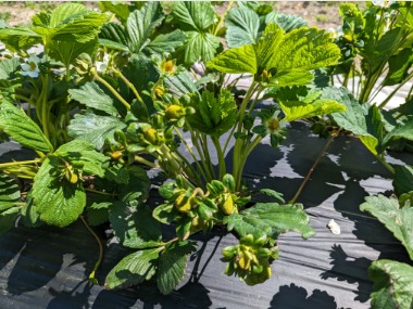 Plasticulture berries are about two weeks from harvest in southwest Michigan. Photo by Ben Phillips, MSU Extension.