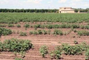 Seedling death caused by FOV4 created bare areas in this cotton field. 