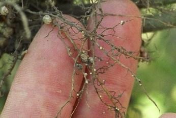 Drought Conditions May Increase Soybean Cyst Nematode Population in Soil