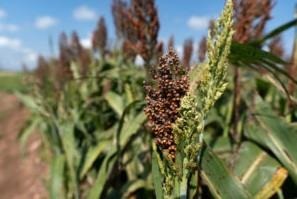 Sorghum fields have not been under intense pressure from sugarcane aphids in recent years, and the 2021 season has been very light so far.  