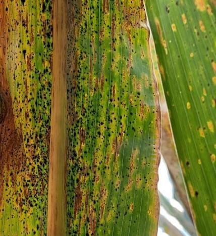 tar-spot-a-new-corn-disease-for-pennsylvania