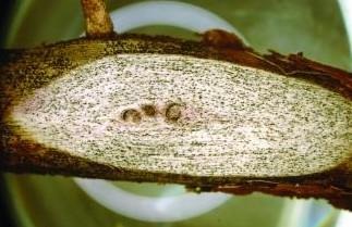 8 Facts About Charcoal Rot In Soybean
