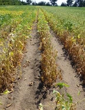 8 Facts About Charcoal Rot In Soybean