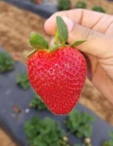 strawberry