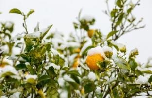 Orange tree branches covered by snow. Surviving citrus trees have bounced back from extreme freeze in February, but growers took a hard hit. (Stock photo)