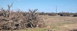Piles of citrus trees sit in the aftermath of Winter Storm Uri. (Texas A&M AgriLife photo by Juan Anciso)