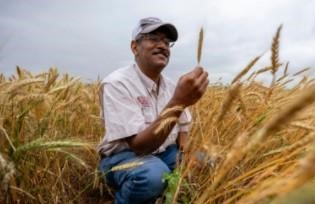 Amir Ibrahim, Ph.D., will lead the Texas A&M AgriLife portion of WheatCAP.  