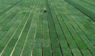A drone captures the plant height, canopy cover and volume in a Texas A&M AgriLife Research yield nursery.  
