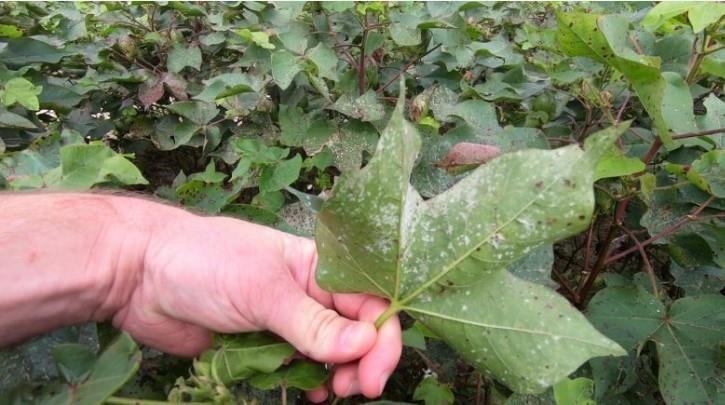 time-to-protect-your-cotton-from-premature-defoliation-due-to-foliar-diseases