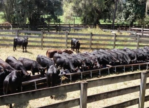 weaning-decisions-to-maximize-cow-calf-revenues