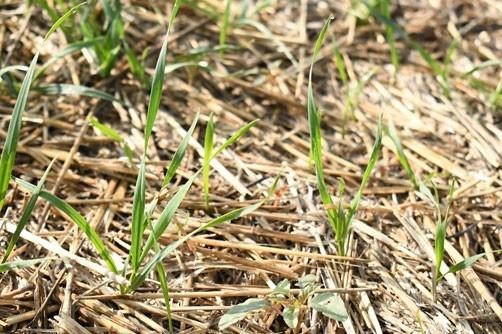 Considerations for Weed Control Following Wheat Harvest