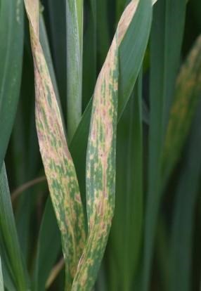 Figure 3. A fungal leaf spot disease (Septoria) in advanced stages of development in a grower’s field in Jefferson County on May 5.
