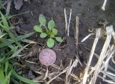 What Weeds Are Up In Winter Wheat