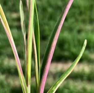 wheat-aphids