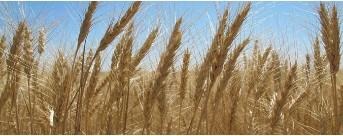Fusarium Head Blight: What To Do As You Prepare For Wheat Harvest