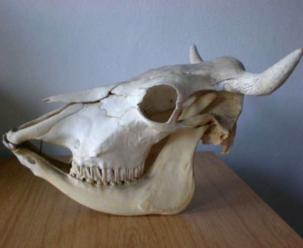 The skull of a cow shows that its teeth have relatively low crowns compared to other herbivores who haven't ev