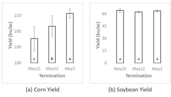 Cereal rye cover crop on 5/21/20, corresponding to the last termination date. Cereal rye biomass, height, and ground cover increased as termination was delayed