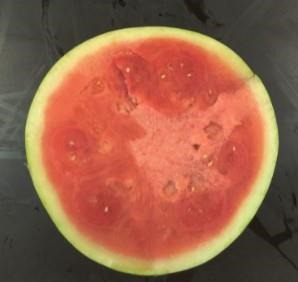 A watermelon grown under the mobile drip irrigation system. 