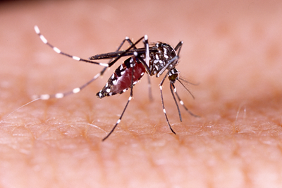 Zika virus thought to be mosquito-borne