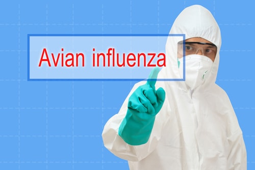 Avian flu